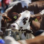 une fermebebloqueeen Haute-Savoeaprèsun Jungstich